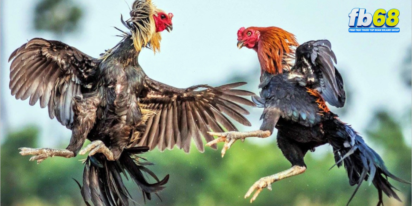 Đá Gà FB68 - Sân Chơi Giải Trí Đỉnh Cao, Cuốn Hút 1 Đá gà cựa sắt